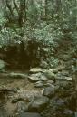 Blue Mountains, Regenwald